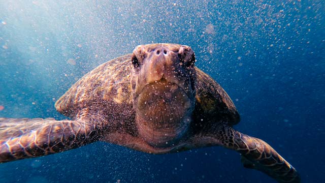 Photo d'une tortue sous la surface de l'eau posant face à l'objectif