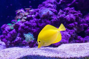 Photo d'un magnifique petit poisson jaune vif occupé de se nourrir au fond d'un aquarium