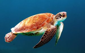 Photo d'une tortue se promenant dans l'océan